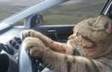 cat, behind the steering wheel, car cat, the cat is driving, the cat is driving the car