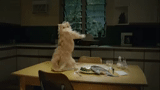 cat gif, the melody of the soul, dancing cat, advertisement, dancing cat gif