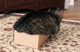cats, cat cat, box cat, alexei barabanov, boîte en carton pour chats