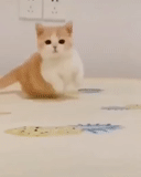 gato, focas, lindo sello, cat snoopy art
