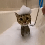 gato, los gatos son ridículos, animales ridículos, ducha cabeza de gato, gatito encantador