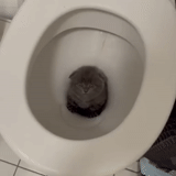 la toilette, la toilette, gatto del water