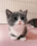 cats, cute cats, cute kittens, cute cats are funny, charming kittens