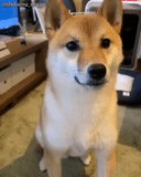 cachorro akita, cão akita, cachorro de lenha, cão de madeira, cão de madeira