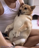 anjing, anjing, anjing adalah binatang, anjing siba inu, jack russell terrier dog