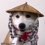 chien, chiens, shiba inu, chien de shiba, le chien de siba inu