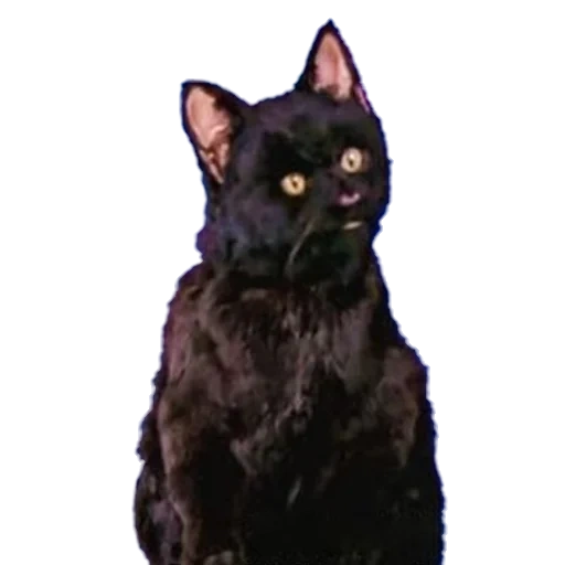 salem cat, black cat, кот салем, черный кот, черный котенок