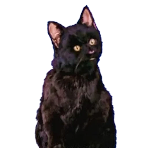 gato salem, gato negro, gato salem, gato negro, gatito negro