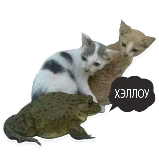 кот, кошка, котики, кошечка, животные