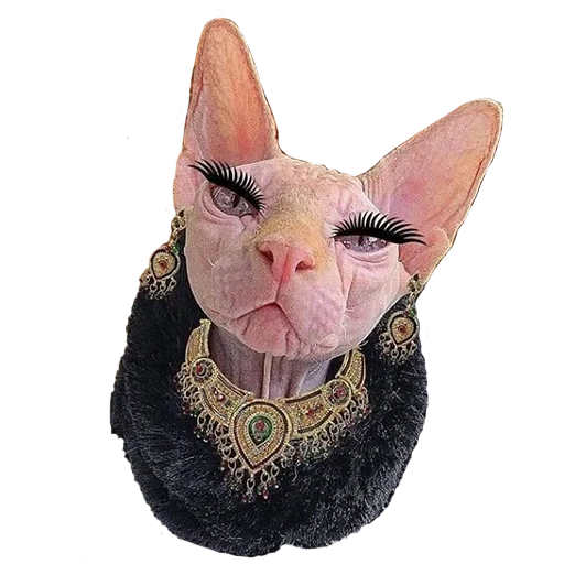 сфинкс, sphynx cat, кошка сфинкс, кот локи сфинкс, кошка канадский сфинкс