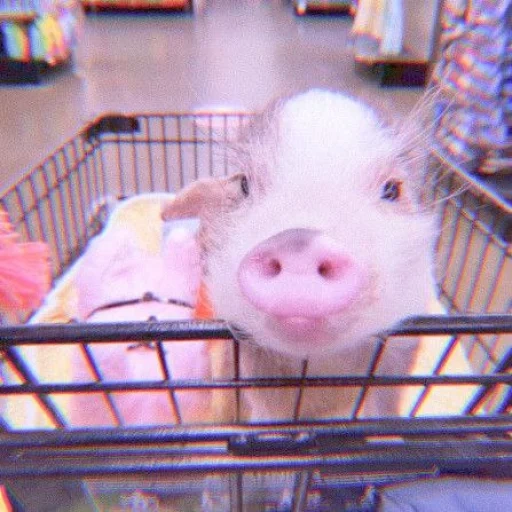babi, babi mini, hidung khryushka, babi itu manis, babi babi