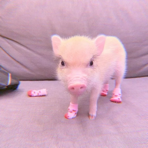 babi piggy, babi yang terhormat, babi mini babi, babi kecil, babi mini babi