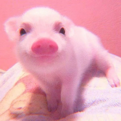 piggy, the pig is sweet, cute pigs, sweet pig, dear piglet