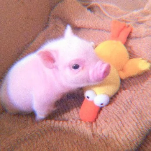 babi mini, babi babi, babi piggi, babi mini babi, babi piggy mini