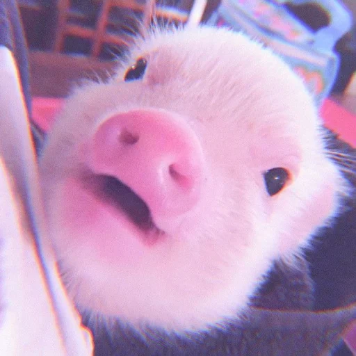 babi, babi yang cantik, babi yang terhormat, babi lucu, anak babi itu lucu