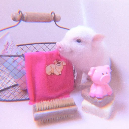piggy, mini pig, mini pig, pigs pigs, parties poppers