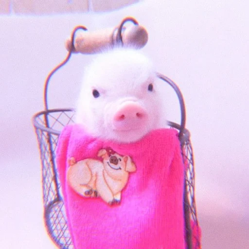 mini-cochon, cochons porcs, jouet de sac à main de chaton, sac à main pour chien jouet, jouet doux abtoys animaux sacs à main chaton 16 cm