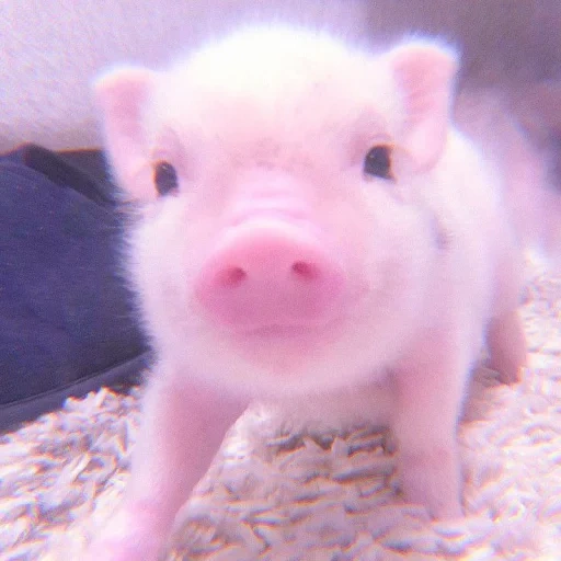 babi, gonzález, mini pine, piglet sayang, babi mini babi