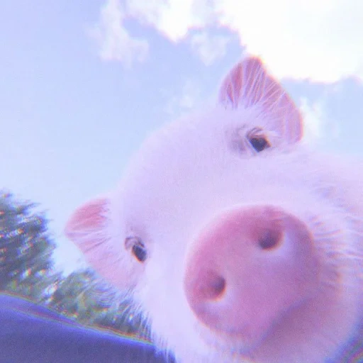 pig, dear pig, pig pig, dear piglet, pig mini pig
