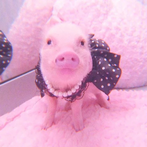 pigue, pigs pigs, the pig is pink, pig mini pig, piglets of mini pigs