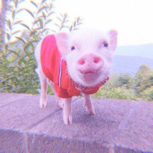 pig, mini pigs, fashionable pig, funny pigs, piglets of mini pigs