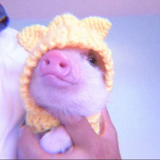 babi mini, babi mini, topi itu babi, babi mini babi, hewan rumahan