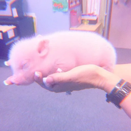 babi mini, babi babi, babi mini babi, babi rumah, anak babi babi mini