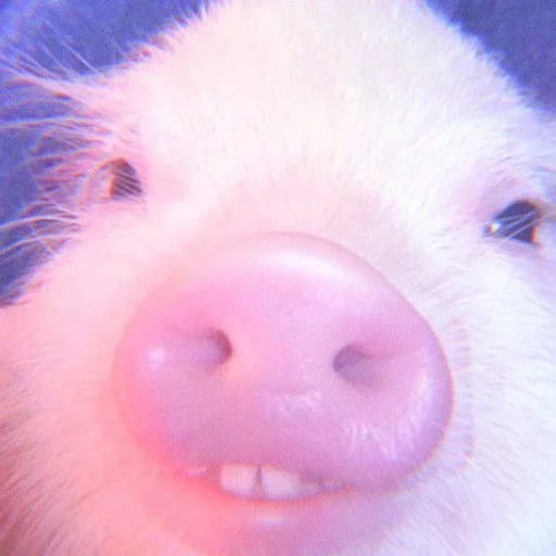 piggy, porco, o porco é doce, o porco é engraçado, o leitão é fofo