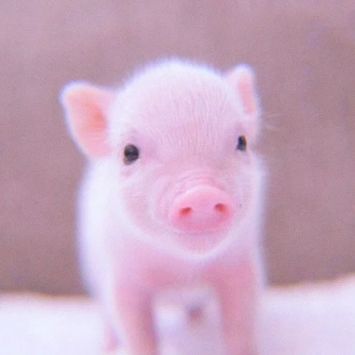 mini pig, pig mini pig, mini piggy pig, piglets of mini pigs, a small pig