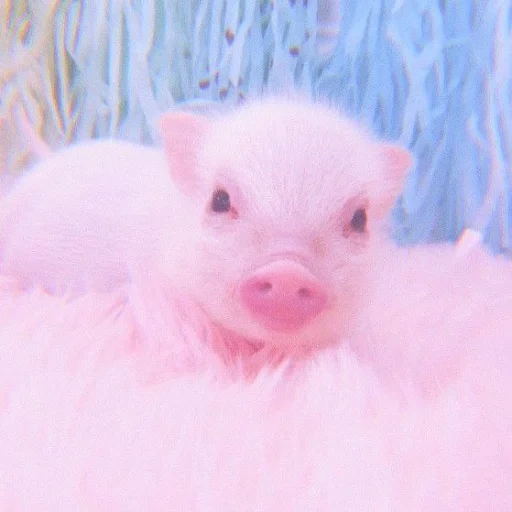 the pig is sweet, the pig is pink, dear piglet, the pig is small, pink pig