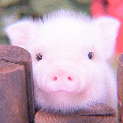 mini pig, piggy's pig, the pig is sweet, dear piglet, pig pig