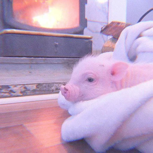 mini pig, the animals are cute, home pig, pig mini pig, home piglets mini pigs