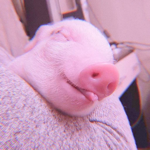 pig, pig, gorshenin, flickering, the pig is asleep