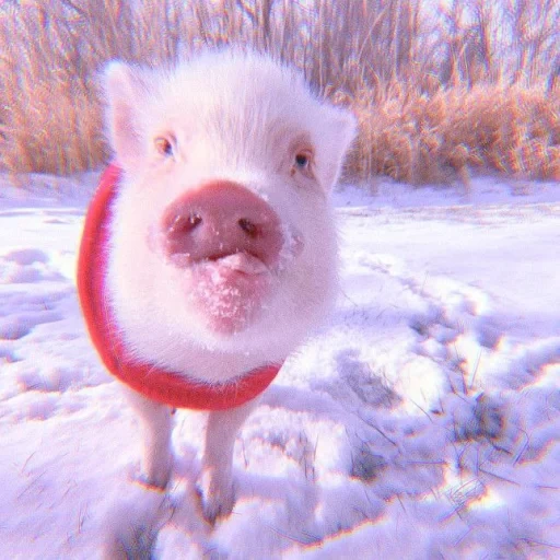 cerdo, cerdo, mini cerdo, cerdo de cerdos, pig mini pig