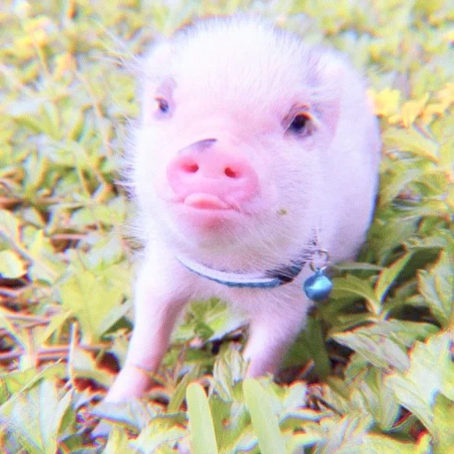 mini-cochon, grognement doux, beaux mini-cochons, pigs pigs, piglelets de mini porcs