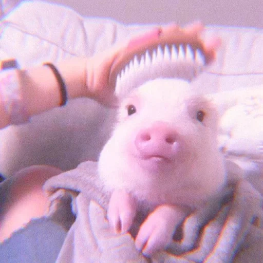 piggy, mini pig, the piglet is cute, pig mini pig, the piglet is home