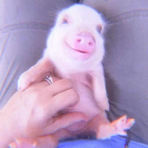 mini pig, dear pig, bald minipig, the piglet is cute, funny animals