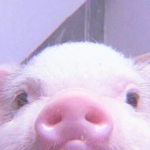 evil, pig, pigs, the animals are cute, funny pigs