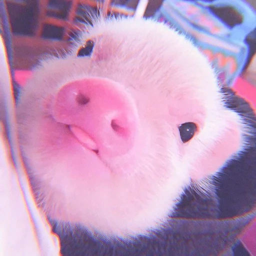 mini cerdos, peppa pig, querido cerdo, lindos cerdos, el lechón es lindo