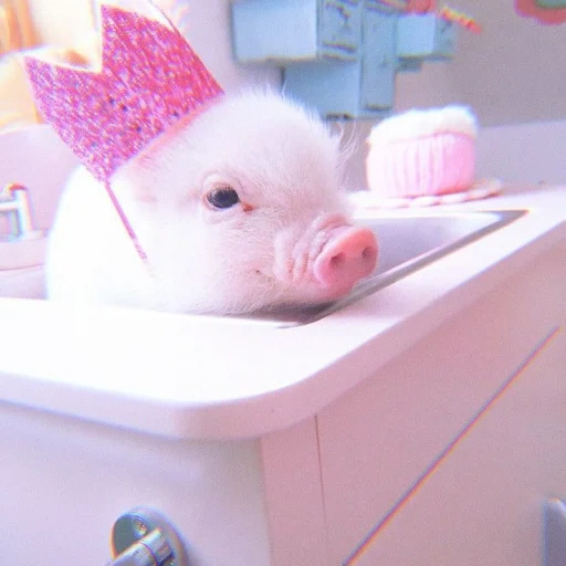 babi piggi, minipig babi, babi mini yang indah, babi mini babi, minip babi itu lucu
