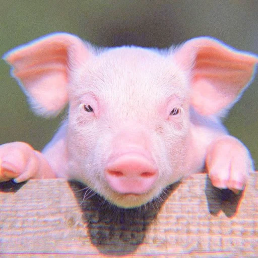 porco, cara de porco, o porco é doce, vaca de porco, pigletos pequenos
