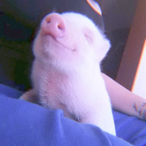 pigs pigs, the piglet is cute, pig mini pig, piglets of mini pigs, satisfied pig