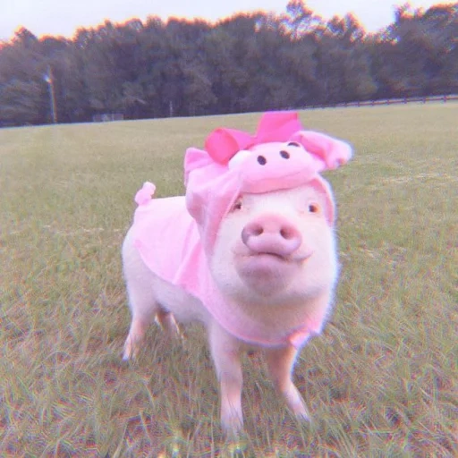yakub, anak babi yang cantik, babi itu lucu, babi mini babi, anak babi babi mini