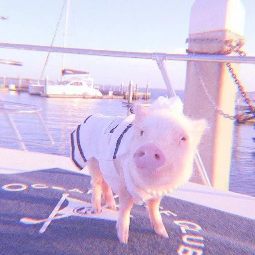 pig, pig, piggy, the piglet is cute, pig mini pig