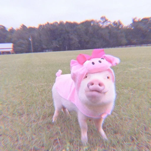 anak babi yang cantik, mini pine, babi itu lucu, babi mini babi, anak babi babi mini