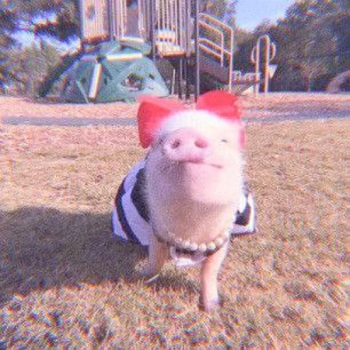porcin, cochon, cochon avec un arc, mini pin, pig mini pig