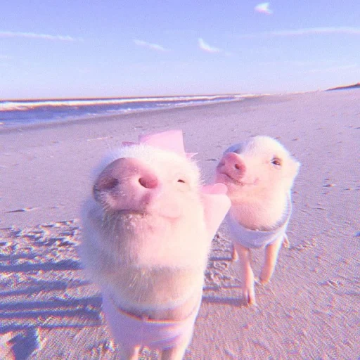 evata dick, dois porcos, o porco é doce, o leitão é mar, dois porcos engraçados