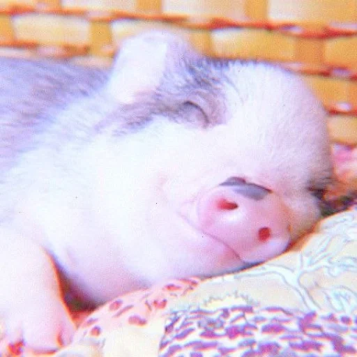 mini pig, pig mini pig, little pig, piglets of mini pigs, a small pig