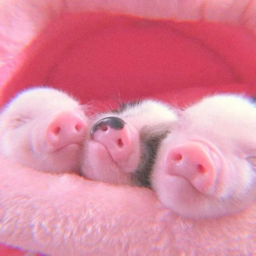 babi mini, babi yang cantik, piglet sayang, babi mini babi, babi kecil