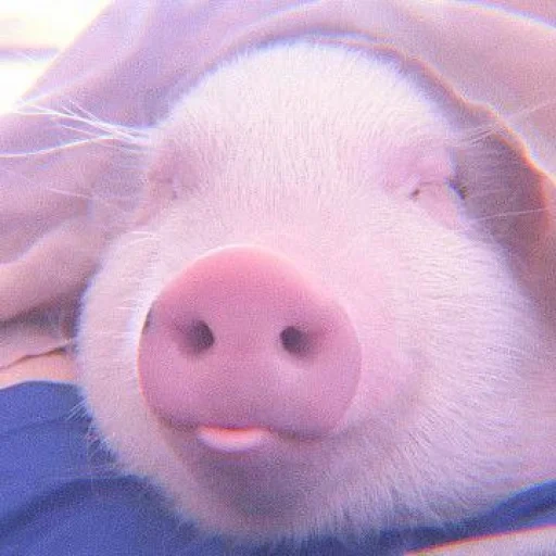 piggy, piggy, pigs pigs, the pig is sweet, cute pigs